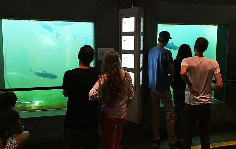 Seattle - Fish Ladder